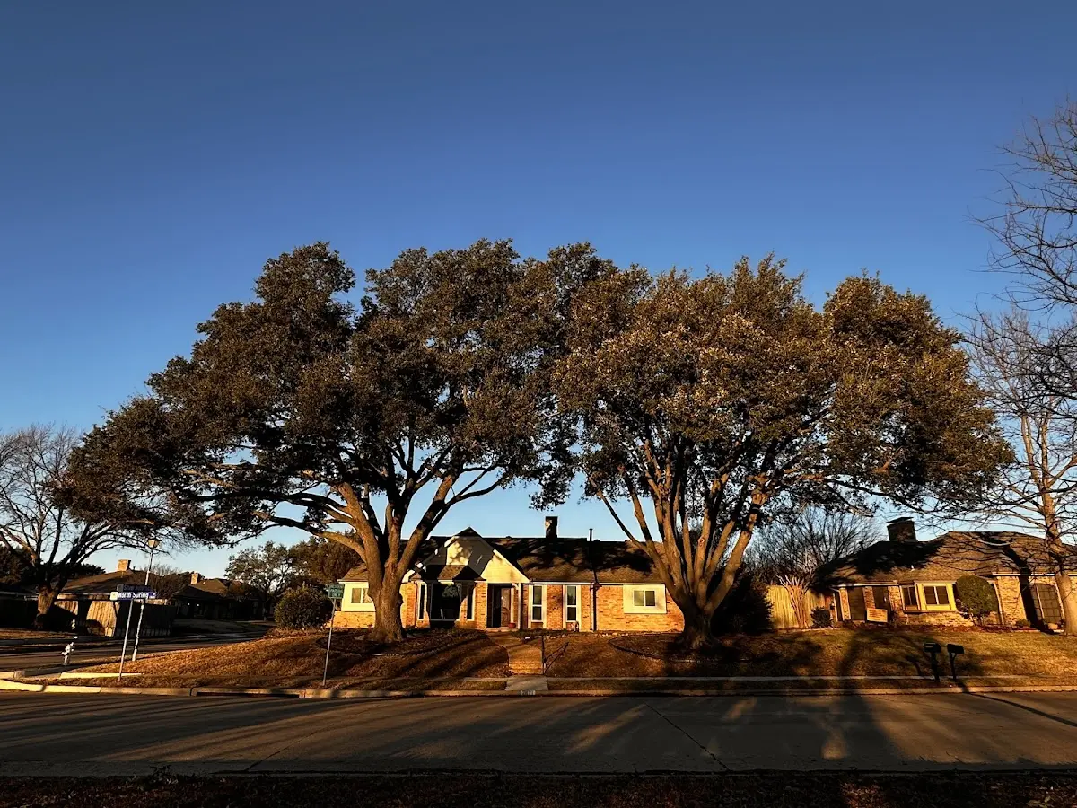 Established residential canopy tree shading a home in Clarksville